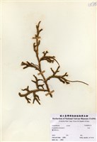 藏品(石松)的圖片